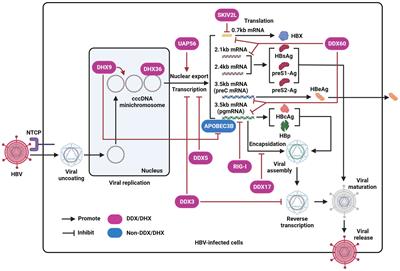 The emerging role of DEAD/H-box helicases in hepatitis B virus infection